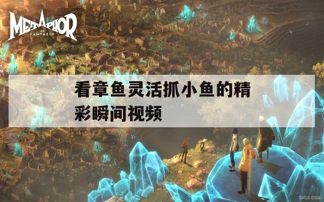 看章魚(yú)靈活抓小魚(yú)的精彩瞬間視頻